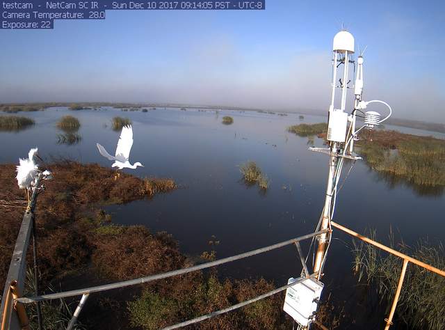 Snowy egrets