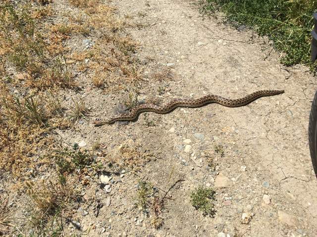 A large gopher snake almost 1 meter long