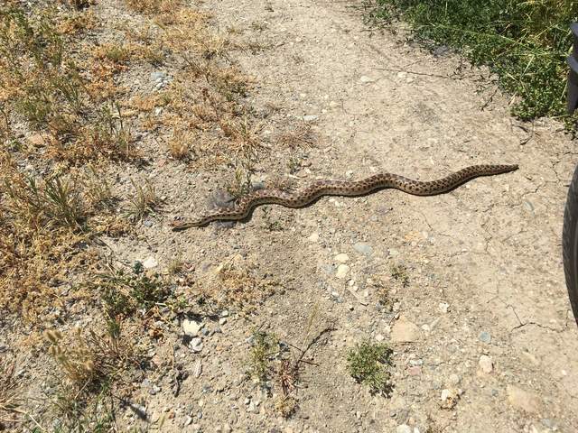  Gopher Snake