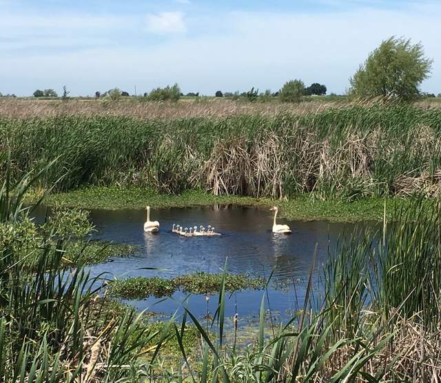 2 adult swans and many cygnets in a channel/slough