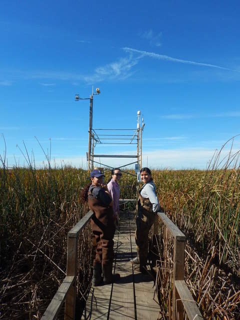 Misal, Daphne and Karen ready to harvest litter for decomposition