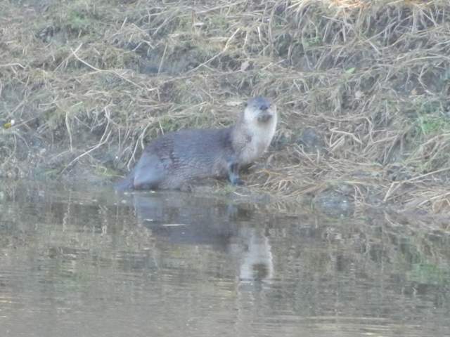 Otter on the edge of the Vaira pond