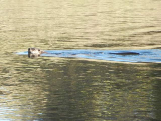 Otter swimming in the Vaira pond
