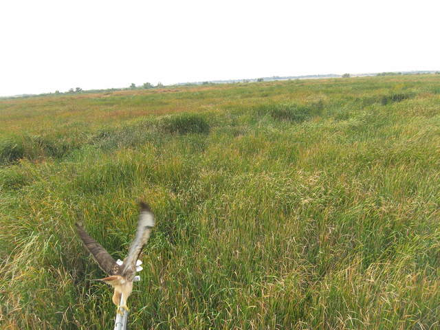 Hawk landing on radiation boom