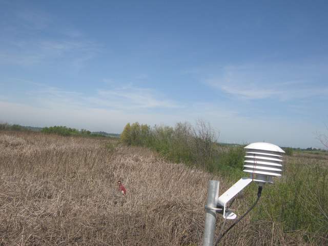 Sam doing leaf-level measurements