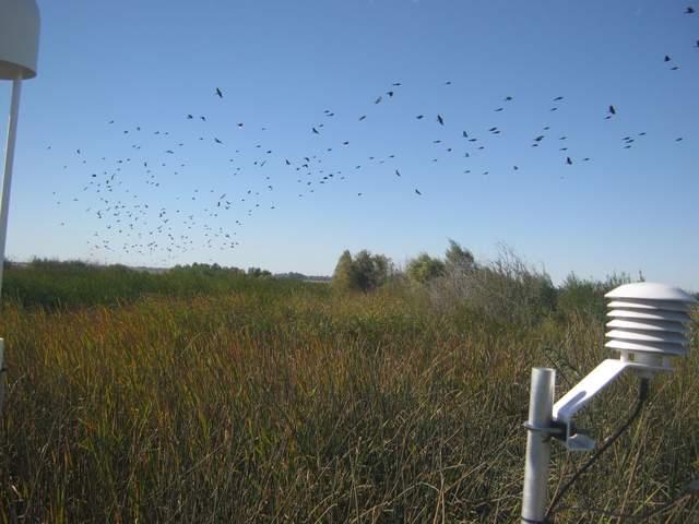 Flock of birds