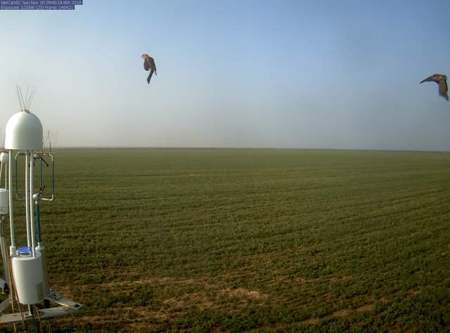 Birds in flight