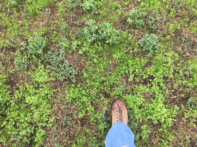 Lots of weeds and grass in between alfalfa plants