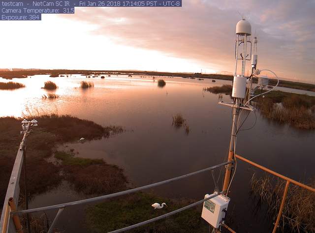 Sunset and egrets