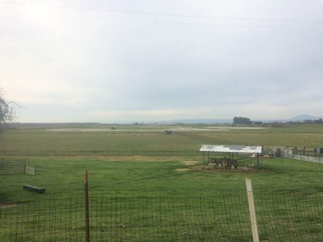 Large flock of birds off of W Twitchell Island Road.