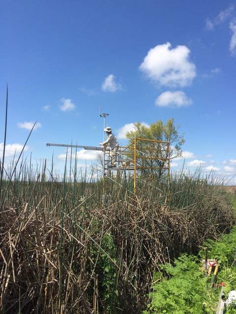 Joe installing the radiation boom on the new EP tower. The tule are tall by the edges of the levee road, but the vegetation are much sparser as you move 1-2 m into the water.
