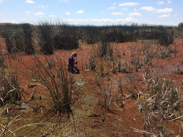 Alex installing thermocouple profile C at the East Pond site. The tule and cattail are sparse on this edge of the pond, and the open water is covered by a plant that looks like dense moss.  