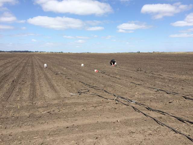 Tyler putting out soil respiration chambers in freshly planted field.