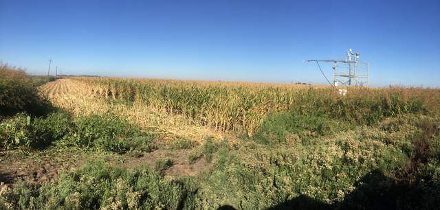 A few rows along the southern edge of the field have been harvested.