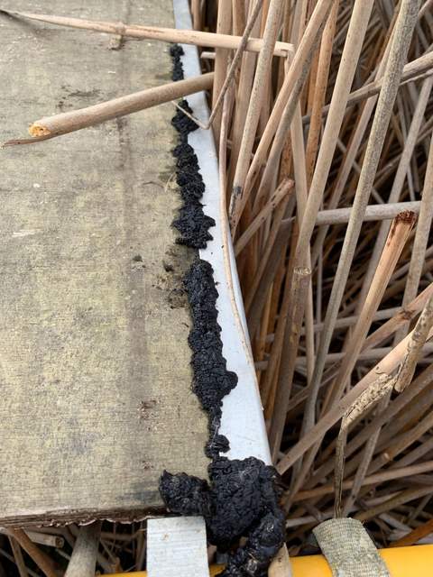 Weird fungus growing on the boardwalk. Two weeks after this photo was taken, the fungus had shrunk down and dried up, looking like black liquid electrical tape painted onto the boardwalk.