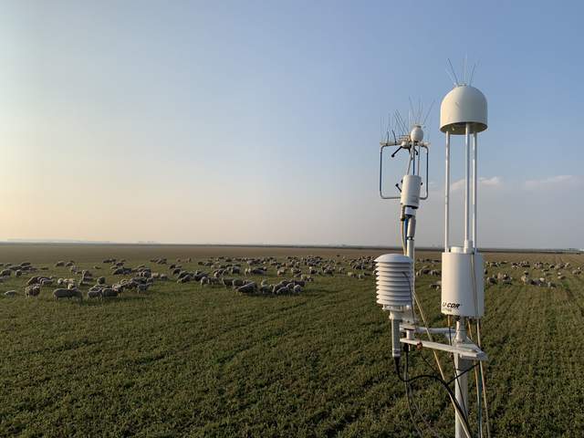 Sheep grazing at Bouldin Alfalfa.
