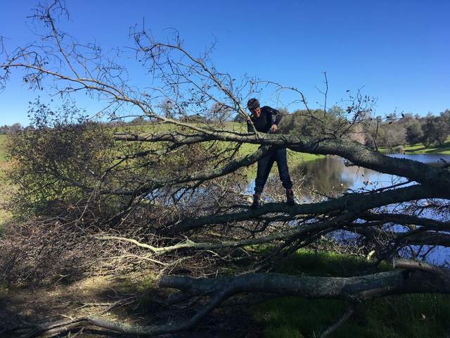 Ana clearing the downed tree