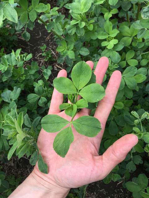 Large, beautiful alfalfa leaves on the first crop of the year. Camilo