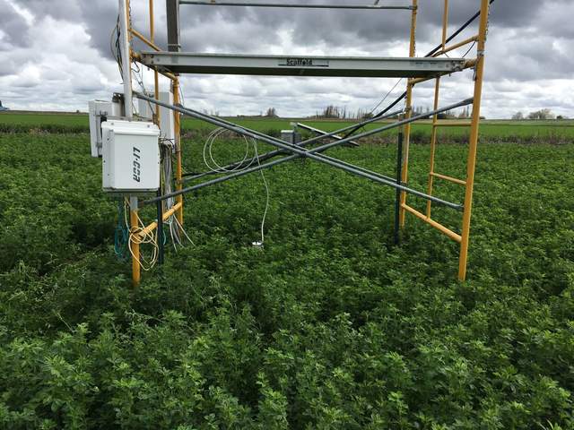 Alfalfa under the tower is slightly shorter than the surrounding alfalfa. The surrounding alfalfa is the first crop of the year, so it