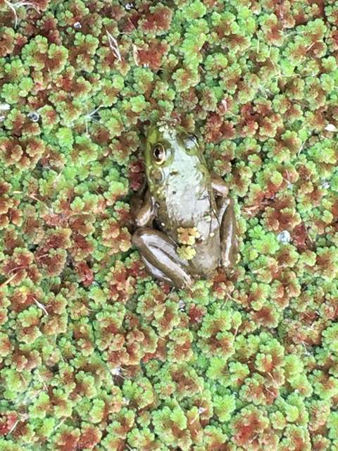 Frog blending in with mosquito fern (azolla).