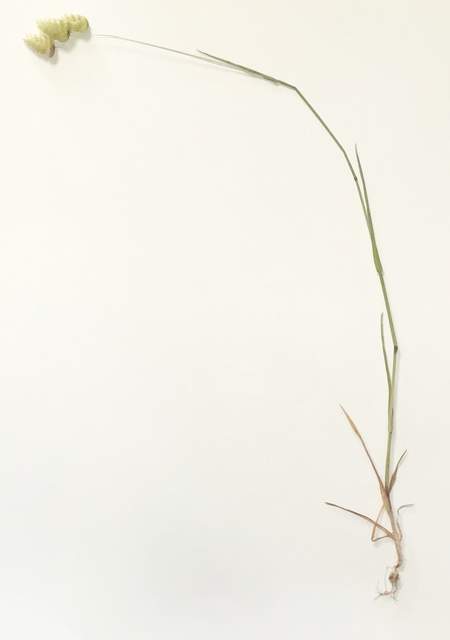 Briza maxima, a monocot, is an annual grass that is not native to California; it was introduced from elsewhere and naturalized in the wild. Cal-IPC rating: Limited 
