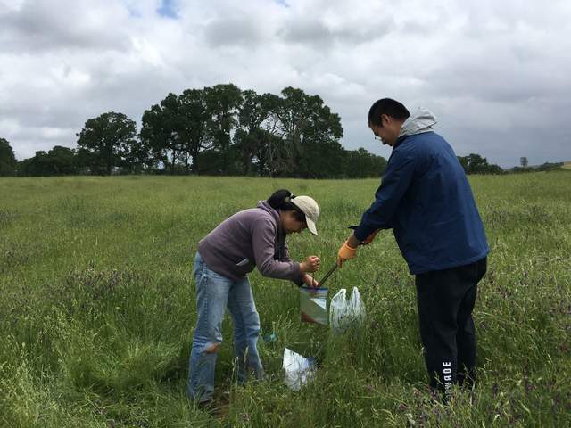 Siyan and Jiangong sampling soils at Vaira. 