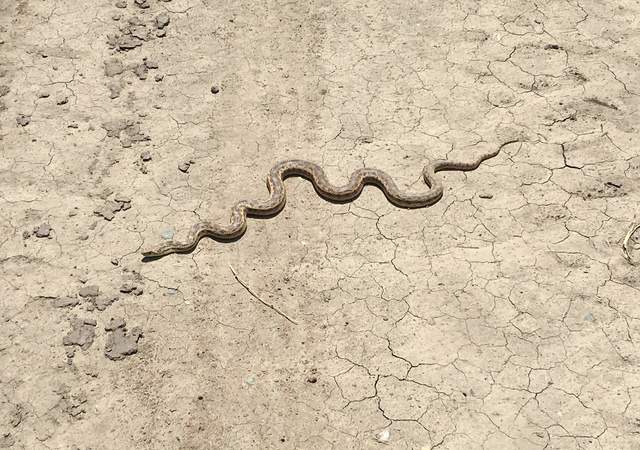 Why does the gopher snake cross the road