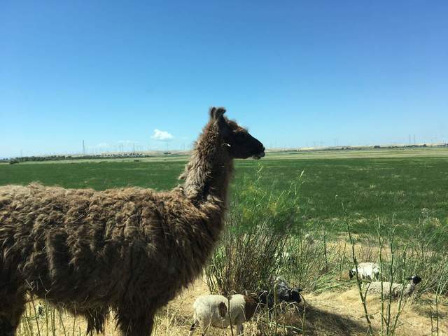 Llama standing guard over the flock
