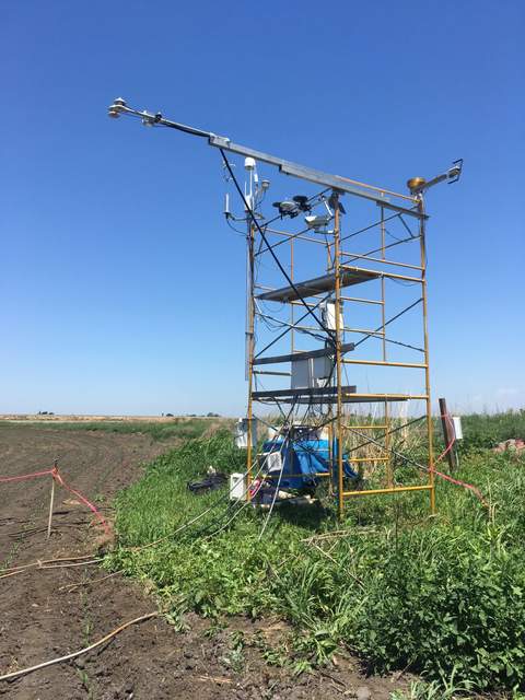 Weeds under BC tower radiometers; we need to move the tower closer into the field.