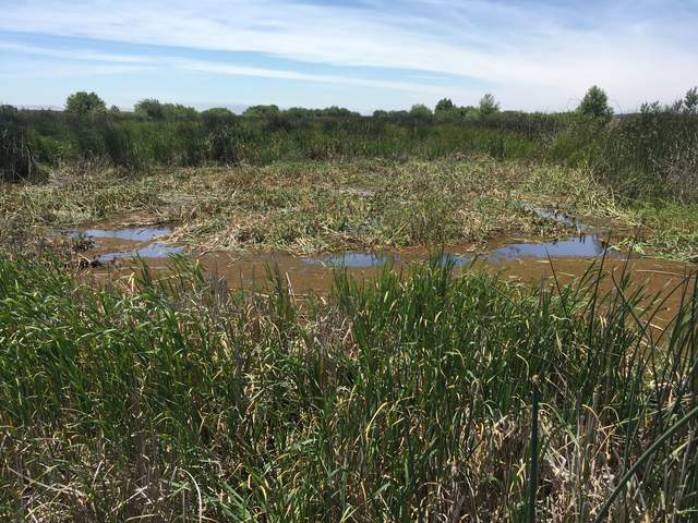 East Pond after the cutting and harvest.