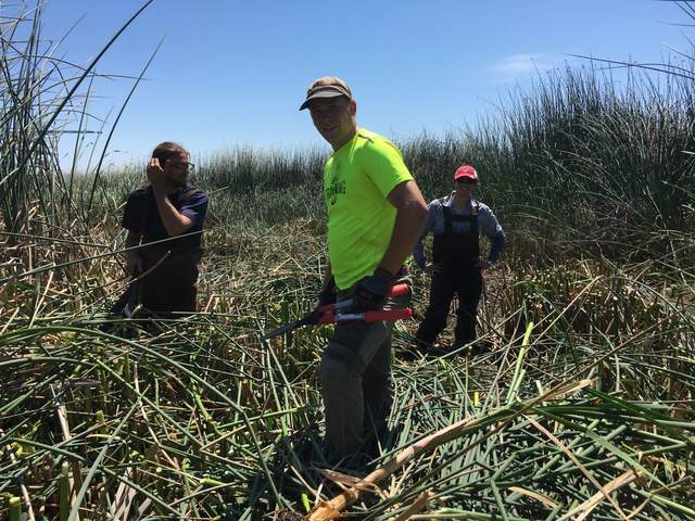 Robert, Kuno, and Camilo cutting tules and cattail at East pond. The skiff is under Kuno