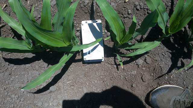 Picam installed under the corn canopy to measure gap fraction.