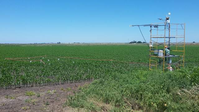 We moved the tower about 2m to the west so that the legs were on the edge of the first corn row. The corn was planted about 3-4 weeks ago on 2019-05-25. 
