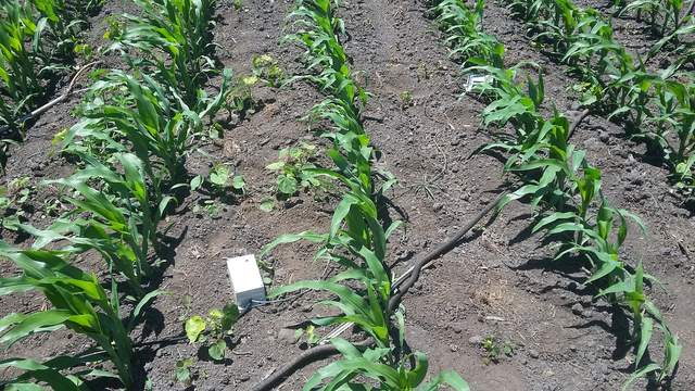 Picam installed in the corn intercanopy to measure gap fraction.