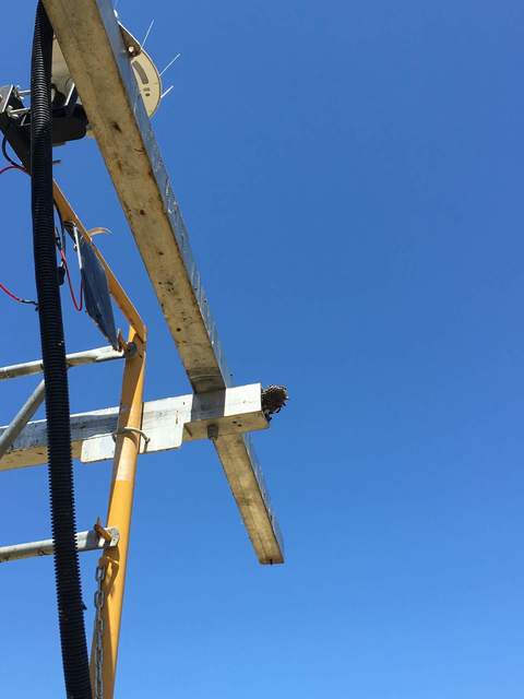 Palm-sized wasp nest at the end of the square boom