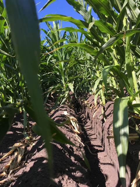 Spud ditch in the corn field