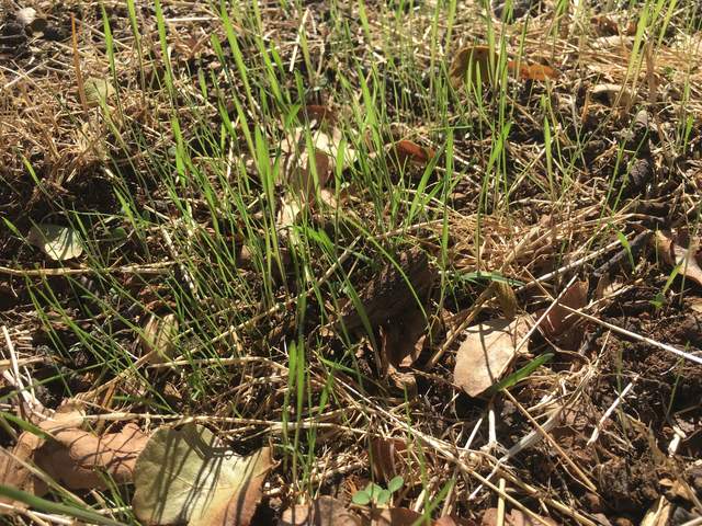 After rain last week, grass has sprouted under the trees