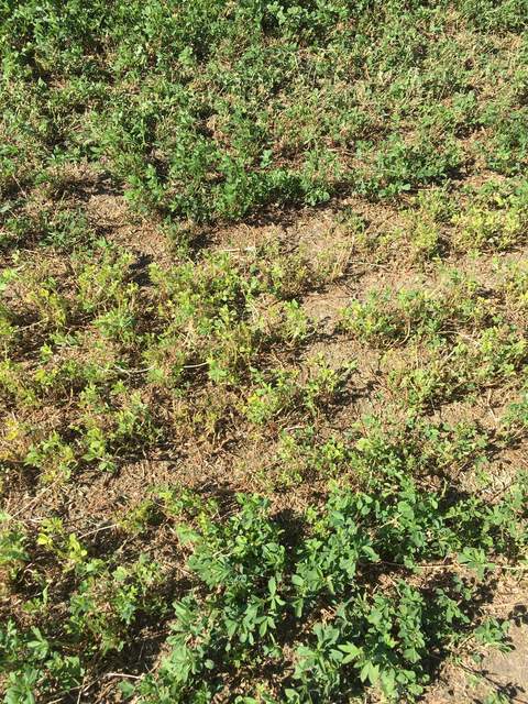 Light green and sparse alfalfa that was under hay piles for 9 days.