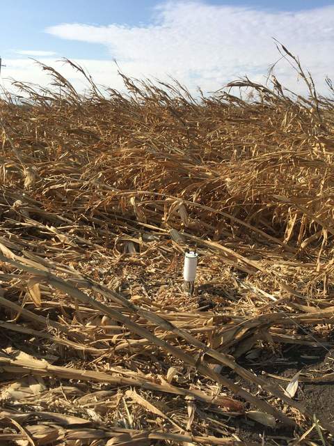 One eosFD chambers at Bouldin Corn in the unharvested area of the corn. There are two other chambers in the harvested area of the field by Tyler