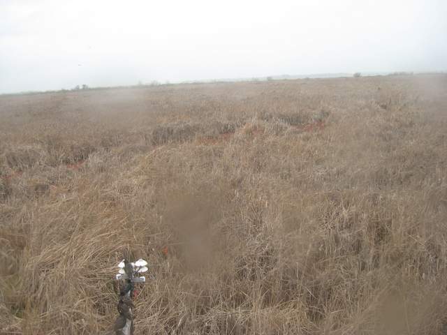 Starlings on radiation boom