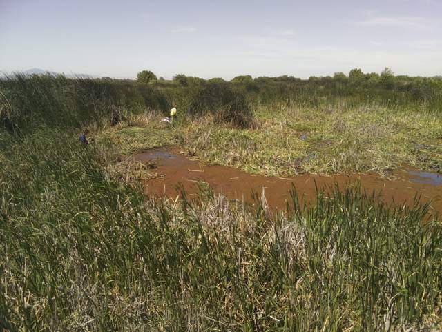 Biomass harvest experiment