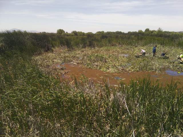 Biomass harvest experiment