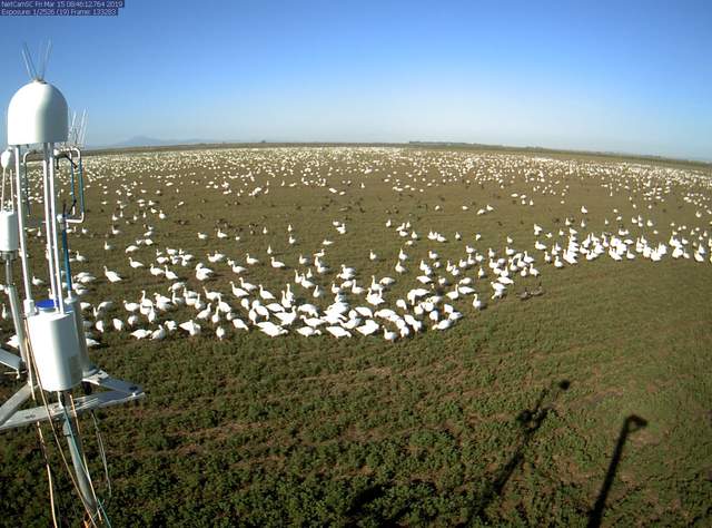 Geese all over the field