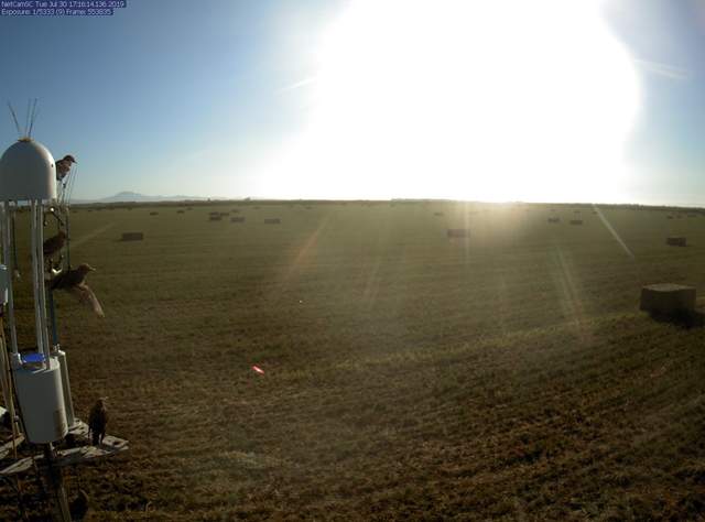 Birds and bales