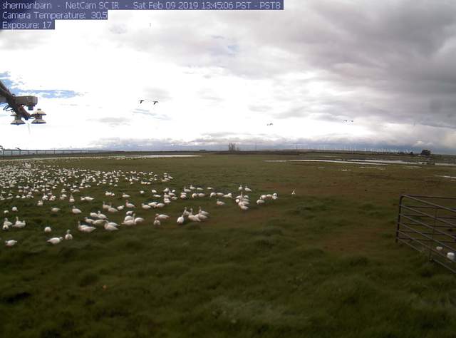 Snow geese