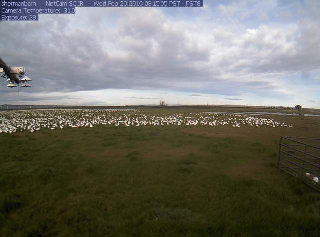 Snow geese