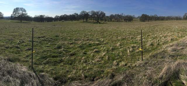 Panorama of a spring-like day with green grass overtaking previous litter cover
