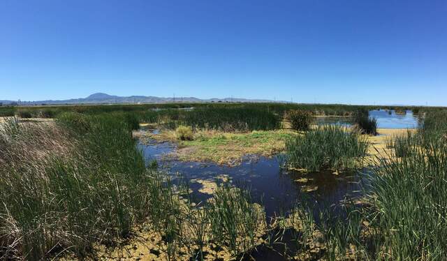 Green reeds at Sherman Wetland.