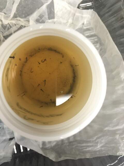 Larvae found in standing water of vegetated areas