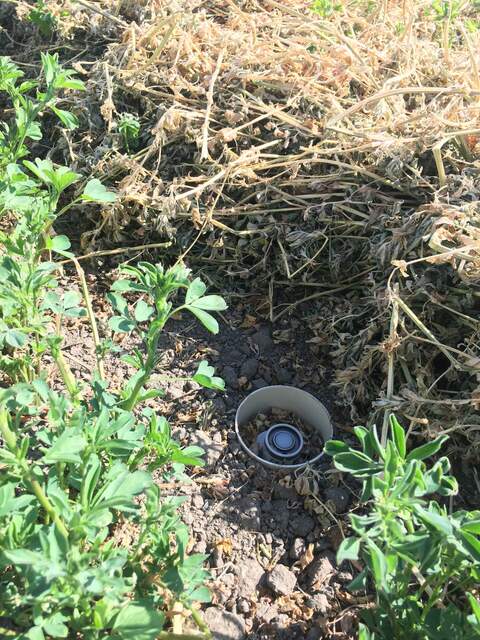 Pile of mowed alfalfa was shading the undercanopy PAR sensor